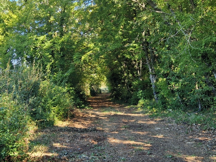 Oranica u Marčani s maslinikom 6847m2