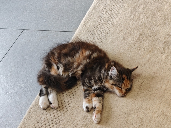 Maine coon