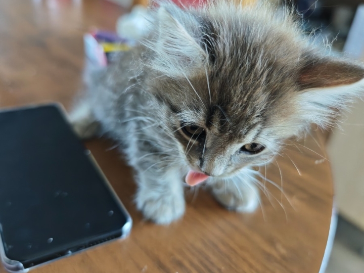 Maine coon