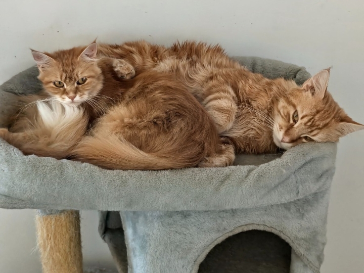 Maine coon