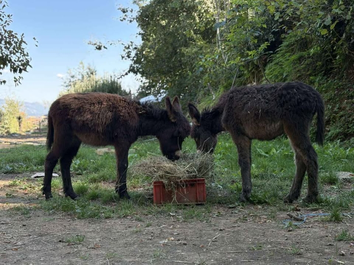 Dvije magarice s dva puleta (muški i ženski)