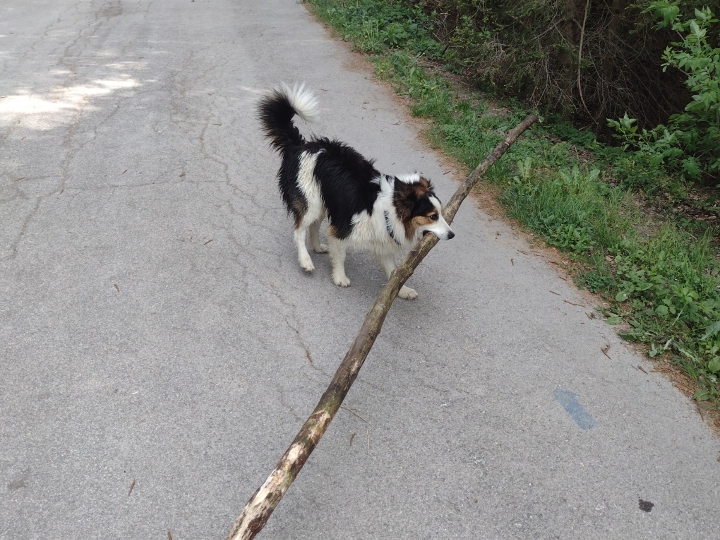 Border Collie za parenje