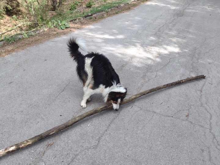 Border Collie za parenje