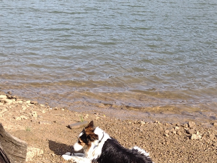 Border Collie za parenje