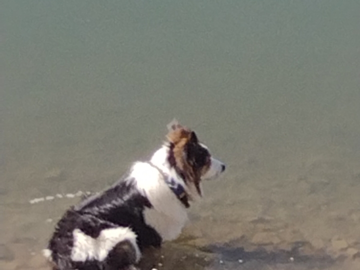 Border Collie za parenje