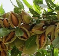 Domaći bademi