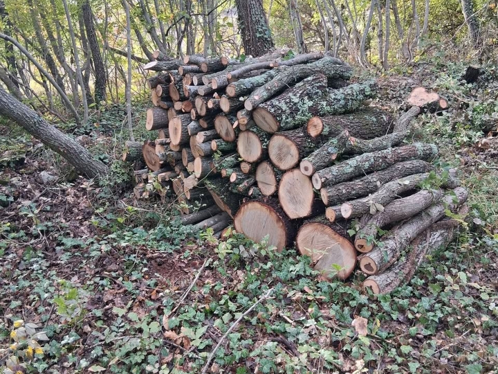 Drva za ogrjev, hrast