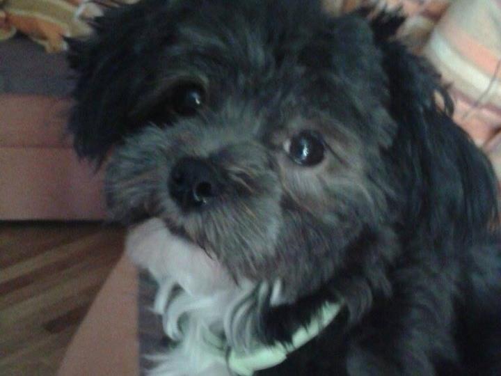 Maltezer/havanezer poklanjam