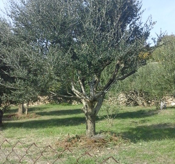 Baška, maslinik