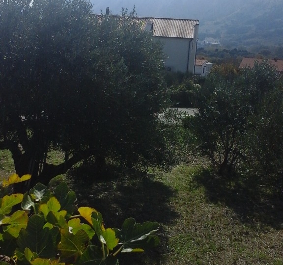Baška, maslinik