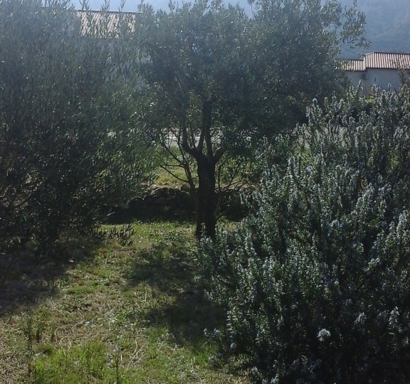 Baška, maslinik