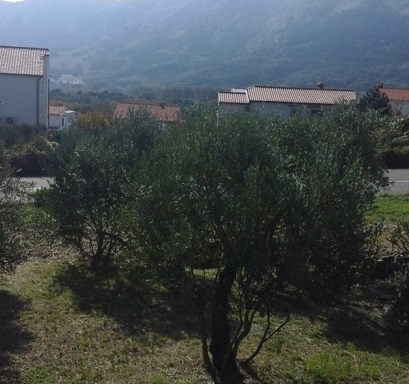 Baška, maslinik