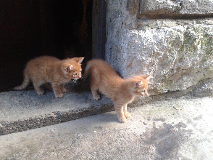 Mačići na poklon