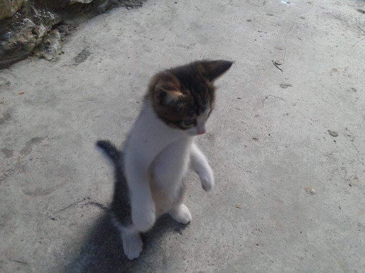 Mačići na poklon