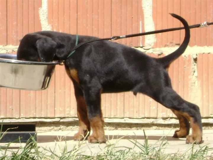 DOBERMAN
