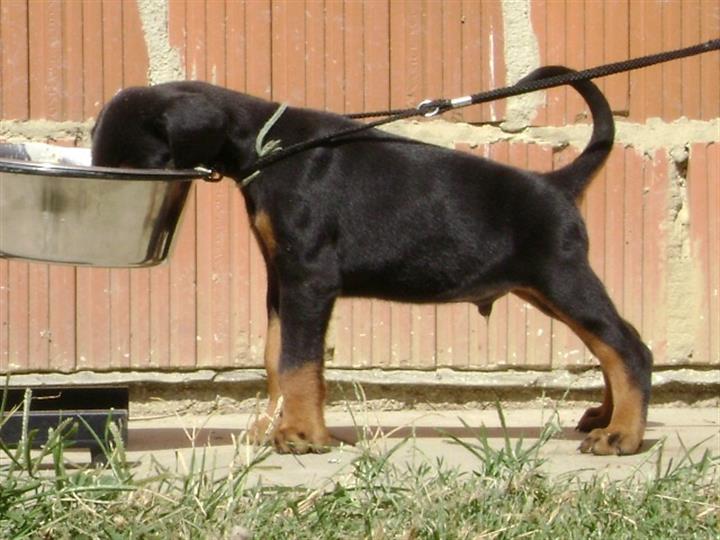 DOBERMAN