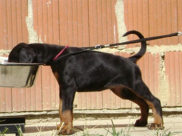 DOBERMAN
