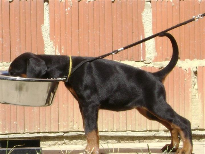 DOBERMAN