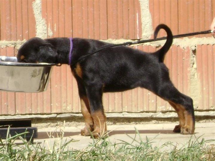 DOBERMAN