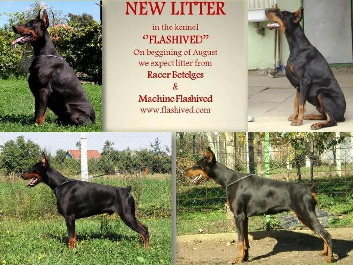 DOBERMAN
