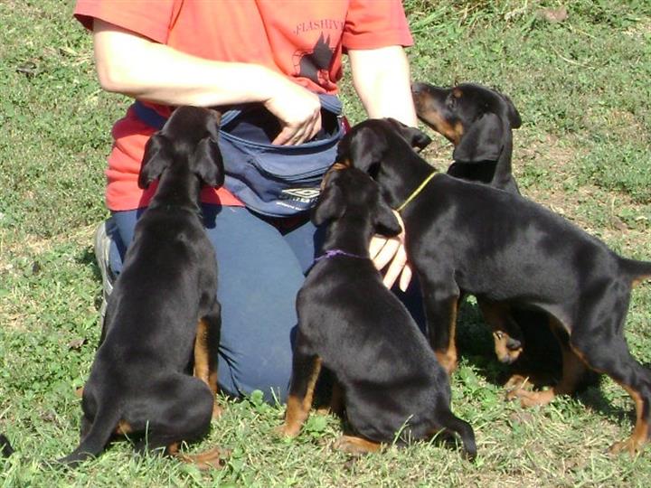 DOBERMAN