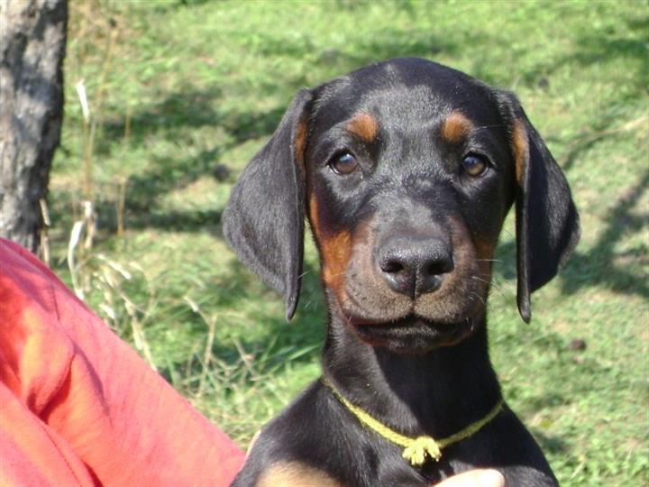 DOBERMAN