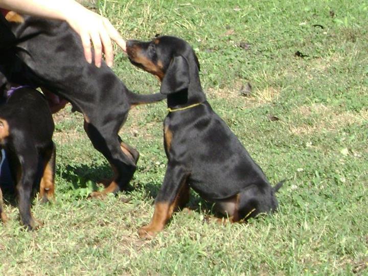 DOBERMAN