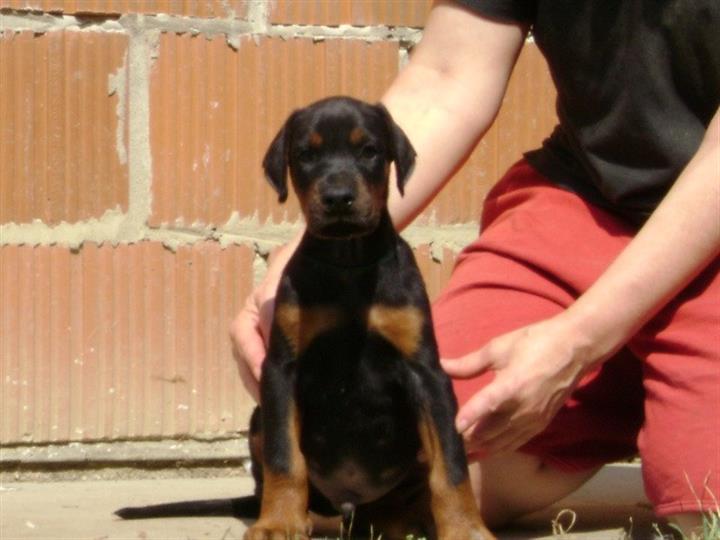 DOBERMAN
