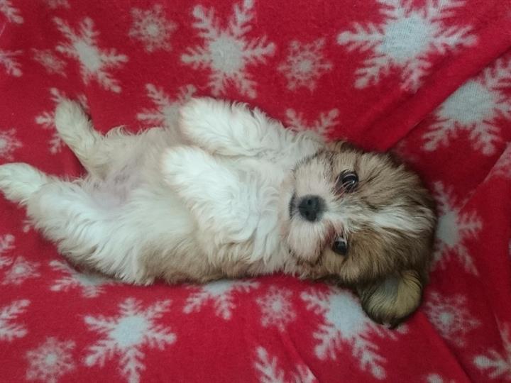 Mini shi tzu