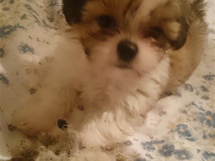 Mini shi tzu