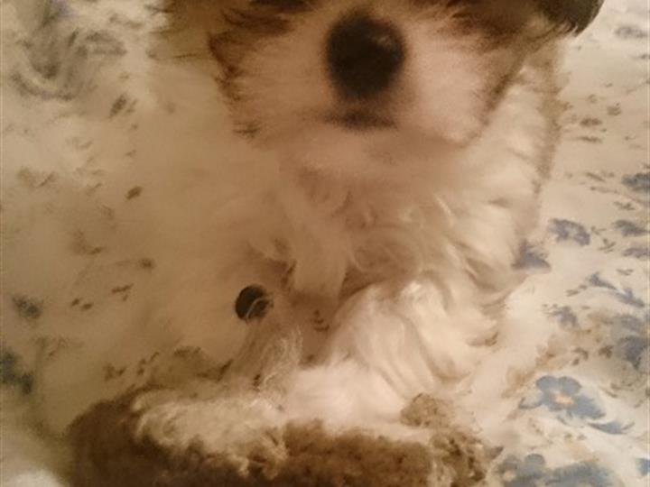 Mini shi tzu