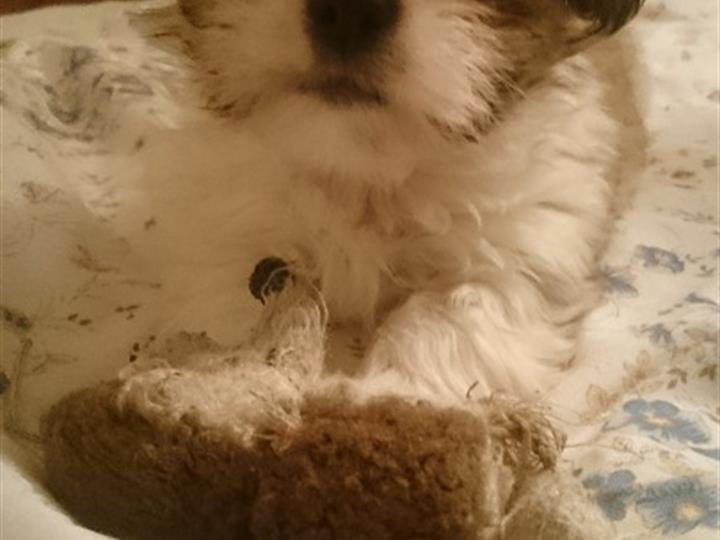 Mini shi tzu