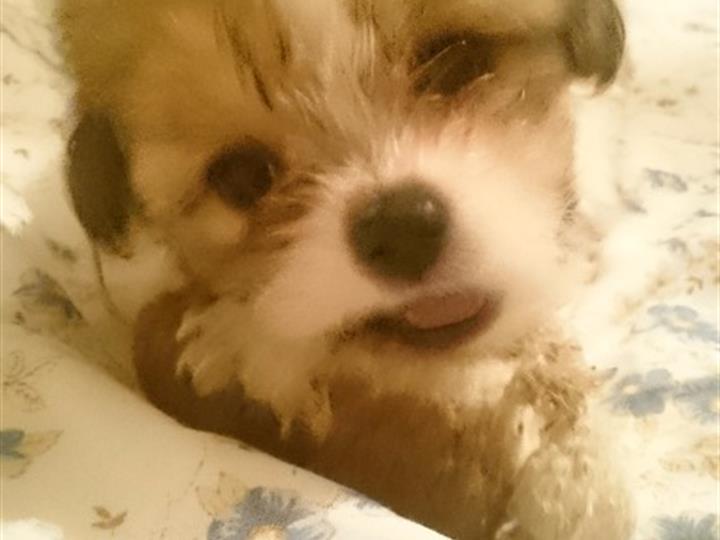 Mini shi tzu
