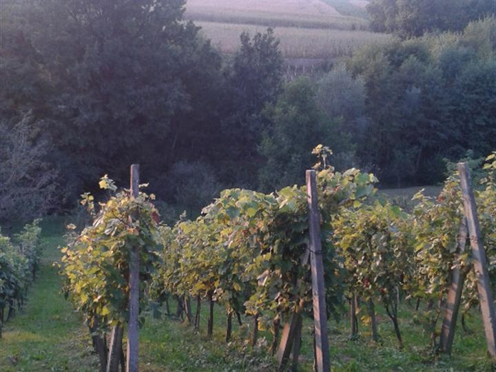 Međimurje, vikendica s vinogradom