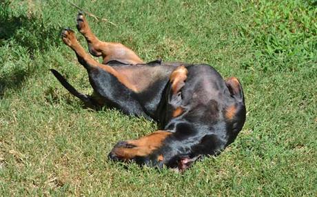 Oboljenje kože – seboreja