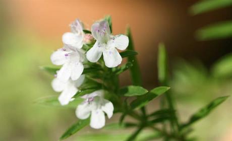 Vrisak, vrijesak, čubar, satureja