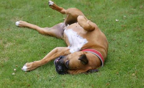 Bolest kože kao simptom