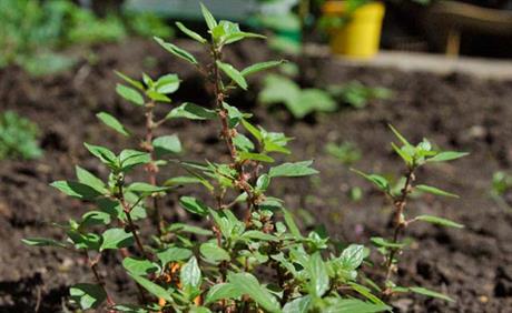 Šćirica - pomoć kod problema s mjehurom