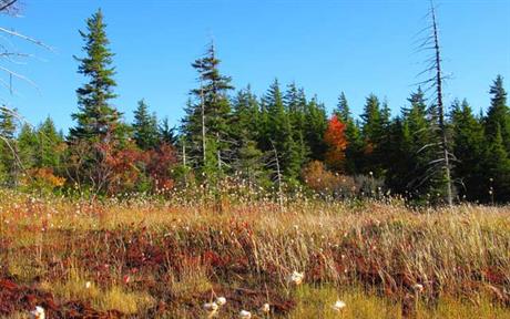 Osnove branja ljekovitog bilja