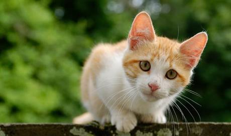 Herpes virus u mačaka