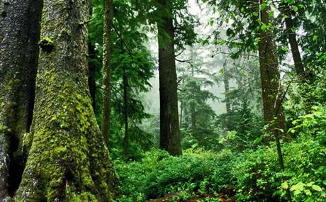 Posadite stablo i pomozite obnovi šuma Gorskog kotara!