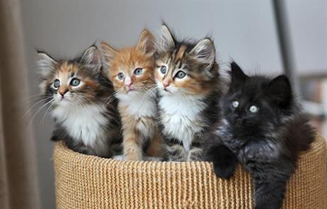 Cijepljenje maca protiv herpesa