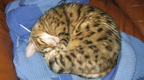 Tumori mliječne žlijezde u mačaka