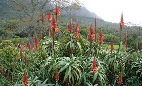 Sirup za imunitet od aloe vere