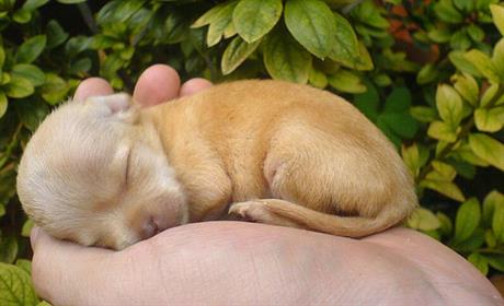 Cijepljenje štenadi