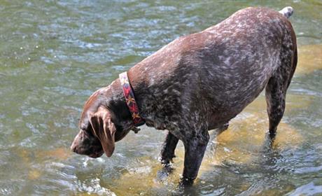 Opasnost iz voda stajaćica