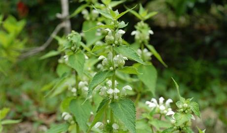 Bijela mrtva kopriva