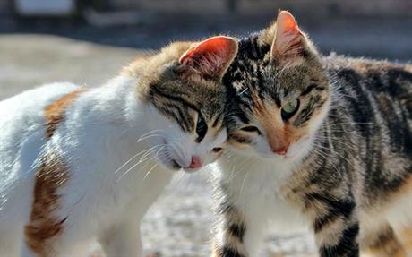 Akcija sterilizacije mačaka u veljači