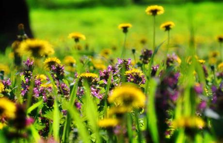 Bilje koje pomaže kod upale grla i bronhitisa