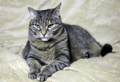 Tjeranje mačaka i sterilizacija